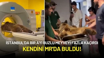 İstanbul'da Bir Ayı Buzlu Meyveyi Fazla Kaçırdı: Kendini MR'da Buldu!