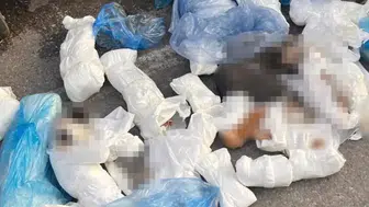 33 kedinin vahşice katledilmesine tepkiler çığ gibi: Serbest bırakılan veteriner hekim için karar değişti