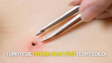 Türkiye’de Yeni Bir Kene Türü Tespit Edildi