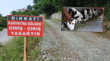 Aydın’da Şap Alarmı! 13 Mahalle Karantinaya Alındı