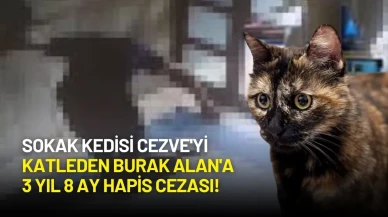 Sokak Kedisi Cezve'yi Katleden Burak Alan'a 3 Yıl 8 Ay Hapis Cezası!