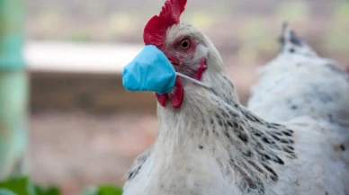Kuş Gribi Yeniden Gündemde! İnsanlar Arası Bulaşma Riski Ne Kadar?