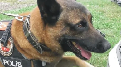Narkotik Köpeği Sayesinde Kayseri'de 1100 Paket Kaçak Sigara Ele Geçirildi!