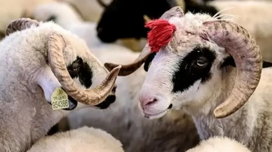 2025 Kurban Bayramı Ne Zaman? İşte Bayram Tatili ve Kurban Kesim Vakitleri