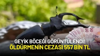 Geyik Böceği Görüntülendi! Öldürmenin Cezası 557 Bin TL