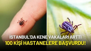 İstanbul’da Kene Vakalarında Artış: 100 Kişi Hastanelere Başvurdu!