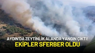Aydın Söke’de Zeytinlik Alanda Yangın! Ekipler Müdahale Etti