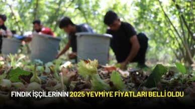 Fındık İşçilerinin 2025 Yevmiye Fiyatları Belli Oldu