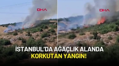 İstanbul’da Ağaçlık Alanda Korkutan Yangın!