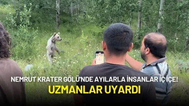 Nemrut Krater Gölü'nde Ayılarla İnsanlar İç İçe! Uzmanlar Uyardı