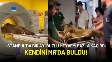 İstanbul'da Bir Ayı Buzlu Meyveyi Fazla Kaçırdı: Kendini MR'da Buldu!