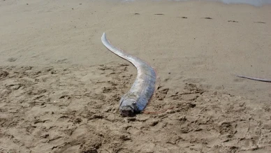 Kıyamet Balığı Olarak Bilinen Kürek Balığı Kıyıya Vurdu
