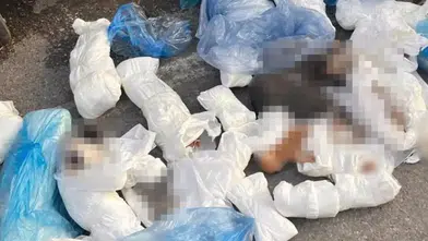 33 kedinin vahşice katledilmesine tepkiler çığ gibi: Serbest bırakılan veteriner hekim için karar değişti