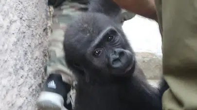 Yavru Goril Zeytin’in DNA Sonucu Açıklandı: Türkiye’de Kalacak!
