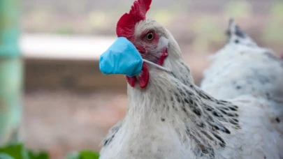 Kuş Gribi Yeniden Gündemde! İnsanlar Arası Bulaşma Riski Ne Kadar?