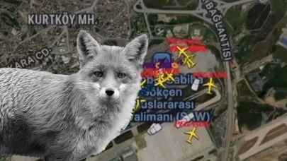 Sabiha Gökçen Havalimanı’nda Tilki Alarmı: Pilot Telsizden Uyardı, Ekipler Harekete Geçti