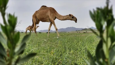 Arabistan Çölü’nün Sırrı Çözüldü! 8 Milyon Yıllık Yeşil Koridor Ortaya Çıktı