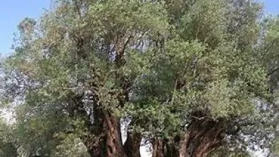 Yunanistan'da 2000 Yıllık Zeytin Ağacı Keşfedildi: Tarımın Geleceği Geçmişte mi Saklı?