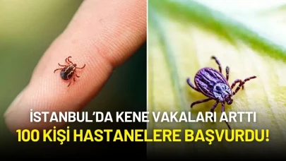 İstanbul’da Kene Vakalarında Artış: 100 Kişi Hastanelere Başvurdu!