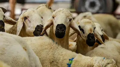 Kurban Bayramı öncesi sinsi tuzak: Ucuz hisse vaadiyle cüzdanları boşaltıyorlar