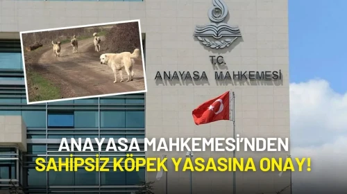 Anayasa Mahkemesi’nden Sahipsiz Köpek Yasasına Onay: İptal Talebi Reddedildi