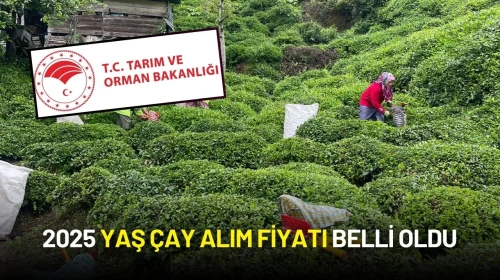 Tarım Bakanlığı Duyurdu: 2025 Yaş Çay Alım Fiyatı Belli Oldu
