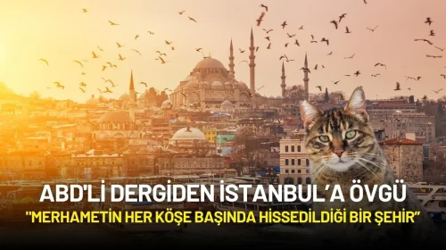 ABD'li Dergiden İstanbul’a Övgü: "Kedi Severlerin Rüya Şehri!"
