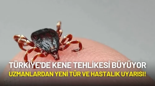 Türkiye'de Kene Tehlikesi Büyüyor: Uzmanlardan Yeni Türler ve Hastalık Uyarısı!