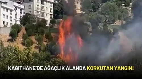Kağıthane’de Ağaçlık Alanda Yangın Çıktı