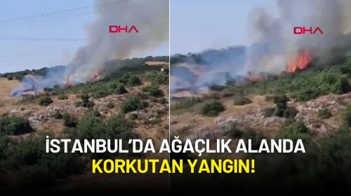 İstanbul’da Ağaçlık Alanda Korkutan Yangın!