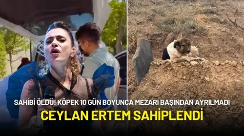 Sadık Köpek Sahibinin Mezarı Başından 10 Gün Boyunca Ayrılmadı! Ceylan Ertem Sahiplendi
