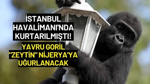 İstanbul Havalimanı'nda Kurtarılmıştı! Yavru Goril "Zeytin" Nijerya'ya Uğurlanacak