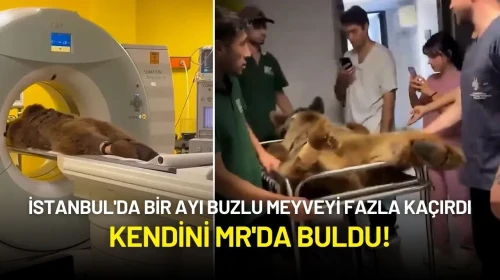 İstanbul'da Bir Ayı Buzlu Meyveyi Fazla Kaçırdı: Kendini MR'da Buldu!