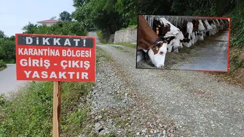 Aydın’da Şap Alarmı! 13 Mahalle Karantinaya Alındı