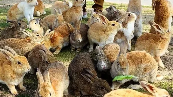Japonya'nın Tavşan Adası'nda 77 Tavşanı Öldüren Sanığa Hapis Cezası!