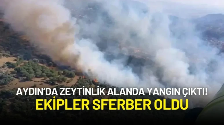 Aydın Söke’de Zeytinlik Alanda Yangın! Ekipler Müdahale Etti