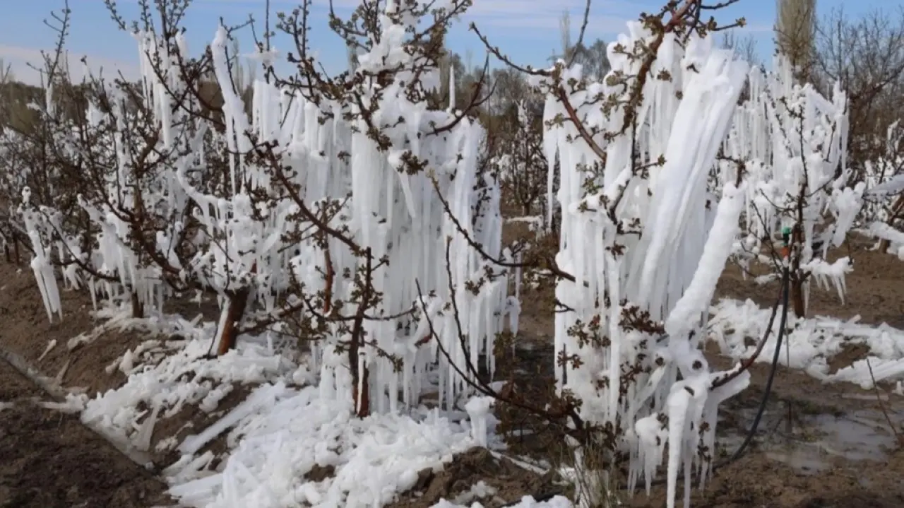 Tarihin En Büyük Zirai Donu! Çiftçilere Destekler Ne Kadar Yeterli Olacak? 2