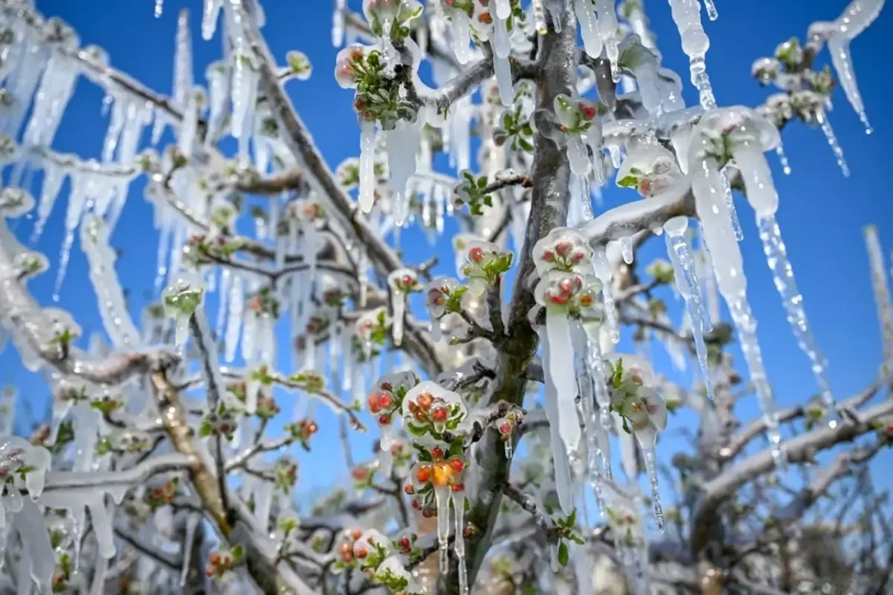 Tarihin En Büyük Zirai Donu! Çiftçilere Destekler Ne Kadar Yeterli Olacak? 1
